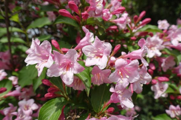 Cost of Weigela Pruning Service in Midland