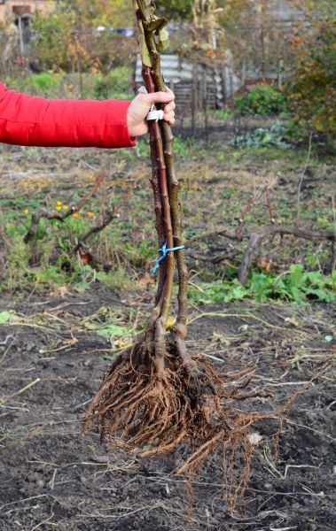 Cost of Shrub Root Removal in Midland