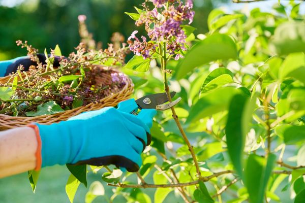 Cost of Lilac Trimming Service in Midland