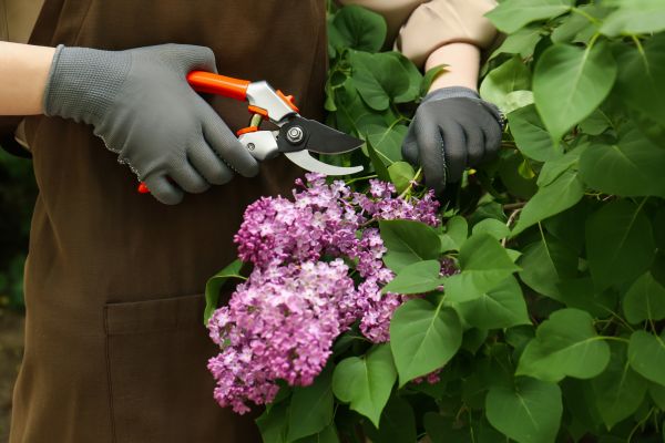 Cost of Lilac Pruning Service in Midland
