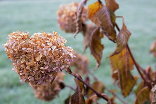 Cost of Hydrangea Removal in Midland