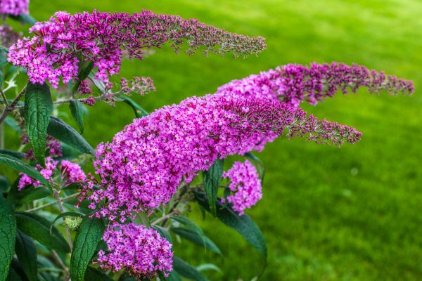 Cost of Butterfly Bush Removal in Midland