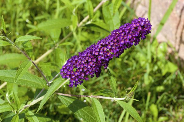 Cost of Butterfly Bush Pruning in Midland