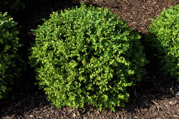 Cost of Boxwood Removal in Midland
