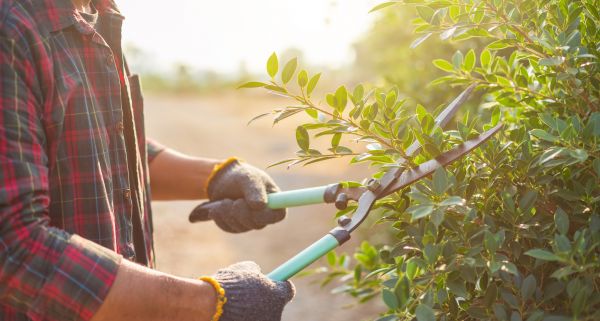 Cost of Shrub Pruning in Midland