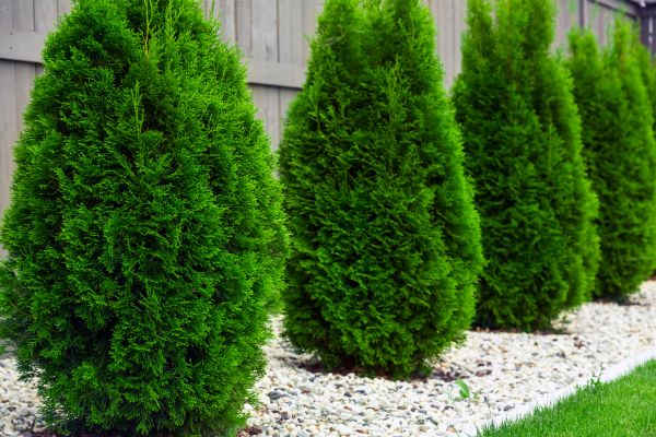 Cost of Arborvitae Trimming in Midland