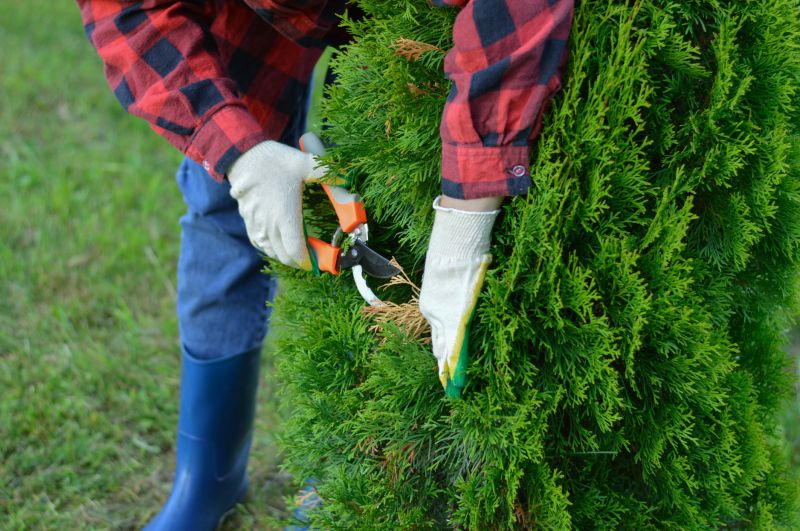 Juniper Trimming