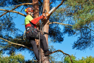 Specialized Tree Care Experts